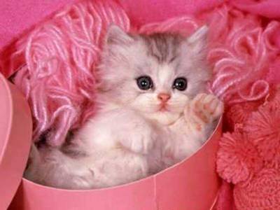 jolliiiiiiiiiiiiiiii cha